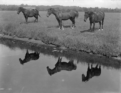 821080 Afbeelding van een drietal paarden in een weiland, met hun weerspiegeling in het water, mogelijk aan de Kromme ...